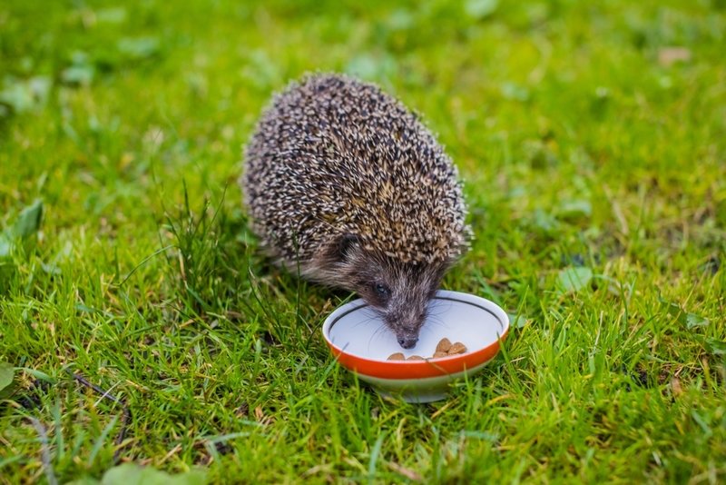 Maak de tuin egelvriendelijk