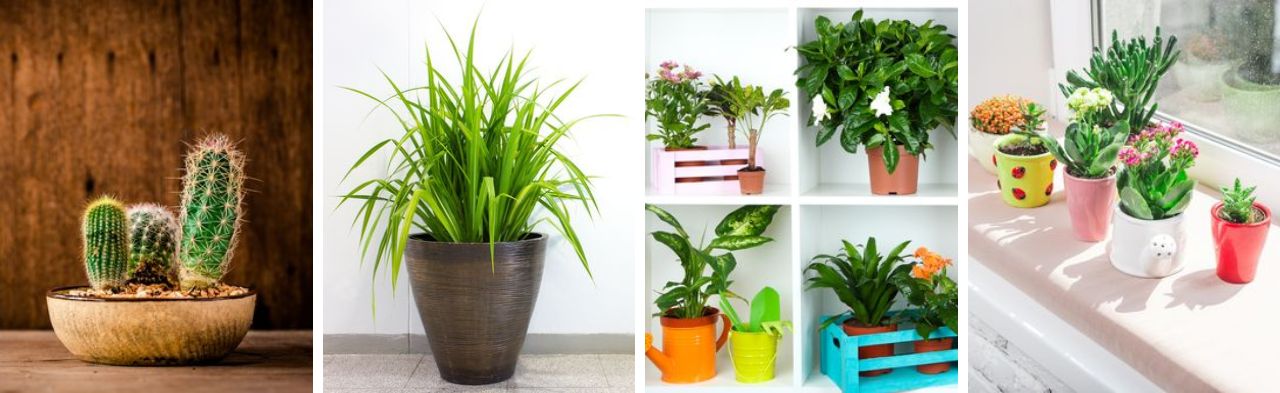 Assortiment kamerplanten